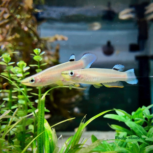 Панхакс (научное наименование — Aplocheilus panchax) — аквариумная рыбка, также известная как азиатская щучка или индийская щучка. Принадлежит семейству Aplocheilidae.