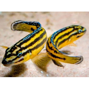 Юлидохромис «Кипили» (Julidochromis regani var. «Kipili») — одна из локальных популяций юлидохромиса регана, эндемик озера Танганьика в Африке.