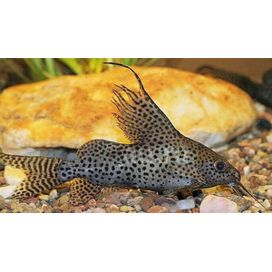 Синодонтис вуалевый (Synodontis eupterus) — пресноводная лучеперая рыбка из семейства Перистоусые сомы. Родиной вида являются реки Центральной Африки.
