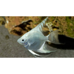 Скалярия «Платина Жемчуг» — селекционная форма обыкновенной скалярии (Pterophyllum scalare). Название получила благодаря светло-серебристой чешуе, которой покрыто тело.