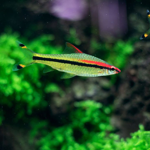 Барбус Денисони (Sahyadria denisonii) — вид пресноводных рыб семейства карповых. Назван в честь Уильяма Томаса Денисона (1804–1871), губернатора города Мадрас (Индия) с 1861 по 1866 год.