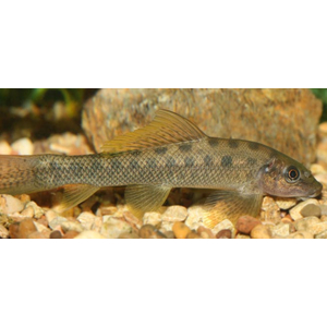 Гиринохейлус (Gyrinocheilus aymonieri) — пресноводная рыба из семейства карповых, известная способностью поедать водоросли.