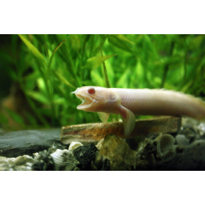 Polypterus senegalus albino — альбиносная форма полиптеруса сенегальского (Polypterus senegalus). Это вид пресноводных лучепёрых рыб из семейства многопёровых.