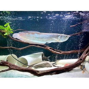 Osteoglossum bicirrhosum — научное название светлой араваны (серебристой араваны) — тропической пресноводной рыбы из семейства аравановых отряда араванообразных.