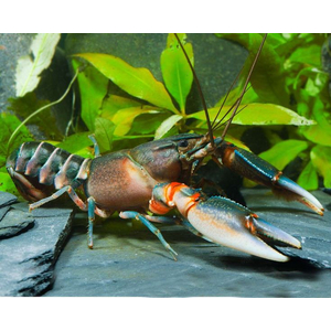 Рак-зебра (Cherax peknyi) — разновидность пресноводного рака, известная необычным окрасом.