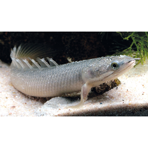 Полиптерус сенегальский (Polypterus senegalus) — вид пресноводных лучепёрых рыб из семейства многопёровых. Относится к двоякодышащим рыбам: плавательный пузырь разделён на две части, одна из которых выполняет функцию лёгкого, позволяя использовать для дыхания атмосферный кислород.