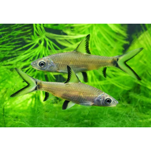 Balantiocheilus melanopterus — научное название акульего балу (акулий бала, барбус акулий, акула серебряная, акула трёхцветная) — рыбы из семейства карповых. Название указывает на внешнее сходство с акулой, но от неё унаследован лишь облик.