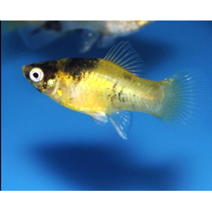Bumblebee Platy или Пецилия Пчёлка (Xiphophorus maculatus) — селекционная форма рыбы-пецилии, известная жёлто-чёрной окраской тела, напоминающей окраску пчёлы. Это результат селекционного разведения, в природе не встречается.