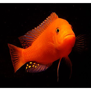 Псевдотрофеус зебра красная (Pseudotropheus sp. Red Zebra) — аквариумная рыбка из семейства цихлид группы Мбуна. Относится к эндемикам африканского озера Малави (Восточная Африка).