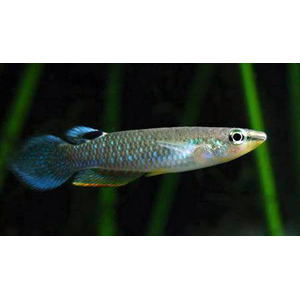 Панхакс (научное наименование — Aplocheilus panchax) — аквариумная рыбка, также известная как азиатская щучка или индийская щучка. Принадлежит семейству Aplocheilidae.