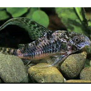 Коридорас крапчатый (Corydoras paleatus) — пресноводная рыбка из семейства панцирных сомов. Также известна как крапчатый сомик, мраморный сомик, соломенный панцирник, пятнистый сомик, простой сомик.