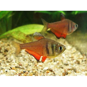 Hyphessobrycon flammeus — научное наименование огненной (красной) тетры — пресноводной лучепёрой рыбы из семейства Харациновые. Также встречается под другими названиями — огненная тетра, пламенная тетра.