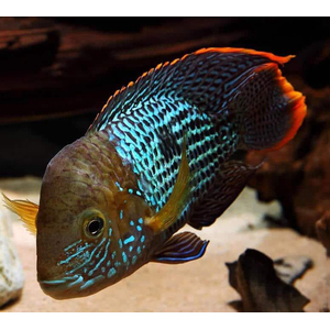 Акара бирюзовая (Andinoacara rivulatus) — рыба из семейства цихловых (цихлид). Обитает в основном в водах Южной Америки, Эквадора и Перу.