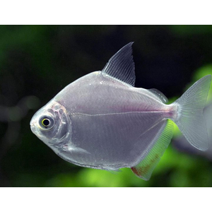 Metynnis argenteus — пресноводная лучеперая рыба из семейства Харациновые. Нередко называется «серебряным долларом» или «рыбкой долларом».