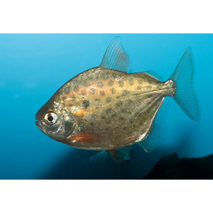 Metynnis maculatus — научное наименование метинниса пятнистого — аквариумной рыбки из семейства Serrasalmidae. Внешне похожа на пиранью, но обладает более спокойным нравом.