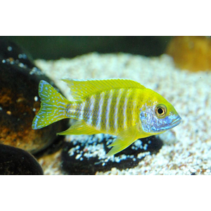 Аулонокара Бенша (Aulonocara baenschi) — пресноводная лучепёрая рыбка из семейства Цихловые. Альтернативное название — «золотая королева».