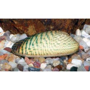 Scaby scripata — латинское название расписной двустворки (мидии узорчатой) — двустворчатого моллюска, который содержится в аквариумах.