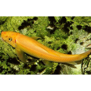 Гиринохейлус (Gyrinocheilus aymonieri), также известный как «китайский водорослеед», — аквариумная рыба, которая помогает бороться с водорослями.