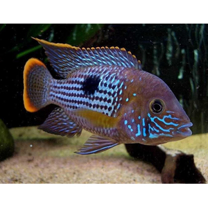 Акара бирюзовая (Andinoacara rivulatus) — рыба из семейства цихловых (цихлид). Обитает в основном в водах Южной Америки, Эквадора и Перу.