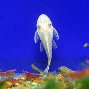 L144 Snow White — селекционная форма аквариумной рыбки анциструса («Снежок»).