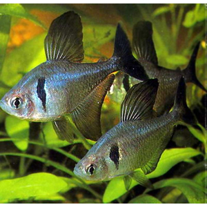 Тетра-фантом (чёрный орнатус, научное наименование — Hyphessobrycon megalopterus) — вид тропических пресноводных лучепёрых рыб из семейства харациновых.