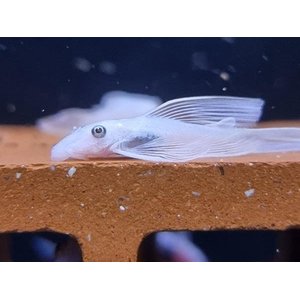 L144 Snow White — селекционная форма аквариумной рыбки анциструса («Снежок»).