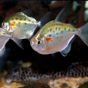 Metynnis maculatus — научное наименование метинниса пятнистого — аквариумной рыбки из семейства Serrasalmidae. Внешне похожа на пиранью, но обладает более спокойным нравом.