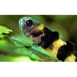 Бычок-пчёлка (Brachygobius doriae) — солоноватоводная лучеперая рыбка из семейства Бычковые. Относится к миниатюрным рыбкам с характерным окрасом — чередующимися чёрными и жёлтыми полосками на теле. За характерный окрас рыбку и называют пчёлкой или шмелем.