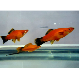 Меченосец берлинский (Xiphophorus hellerii) — искусственно выведенная порода аквариумных рыбок. Это гибрид между обычным зелёным меченосцем и пецилией чернохвостой.