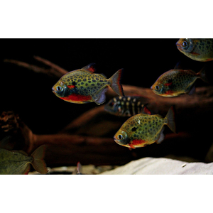 Metynnis maculatus — научное наименование метинниса пятнистого — аквариумной рыбки из семейства Serrasalmidae. Внешне похожа на пиранью, но обладает более спокойным нравом.