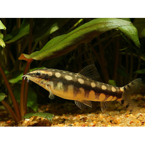 Botia sidthimunki — научное название карликовой боции (также известна как боция-колибри, сетчатая, карликовая или шахматная). Это одна из самых маленьких представителей семейства Вьюновых.