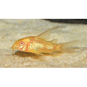 Коридорас альбинос (Corydoras paleatus var albino) — селекционная форма крапчатого коридораса. Отличительная особенность — белая или слегка желтоватая окраска тела в сочетании с красными глазами.