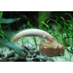 Polypterus senegalus albino — альбиносная форма полиптеруса сенегальского (Polypterus senegalus). Это вид пресноводных лучепёрых рыб из семейства многопёровых.