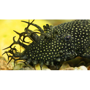 Ancistrus cirrhosus — вид лучепёрых рыб семейства кольчужных сомов, аквариумная рыбка.