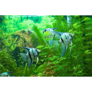 Скалярия зебра — селекционная форма обыкновенной скалярии (Pterophyllum scalare). Название получила за окрас: на серебристом фоне расположены яркие чёрные вертикальные полосы, по сочетанию напоминающие окраску зебр.