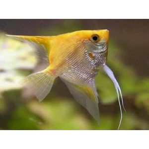 Скалярия «Платина Жемчуг» — селекционная форма обыкновенной скалярии (Pterophyllum scalare). Название получила благодаря светло-серебристой чешуе, которой покрыто тело.