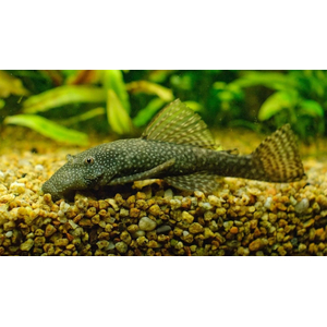 Ancistrus cirrhosus — вид лучепёрых рыб семейства кольчужных сомов, аквариумная рыбка.