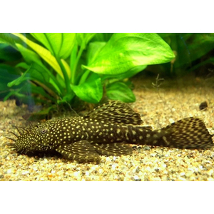 Ancistrus cirrhosus — вид лучепёрых рыб семейства кольчужных сомов, аквариумная рыбка.