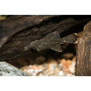 Ancistrus cirrhosus — вид лучепёрых рыб семейства кольчужных сомов, аквариумная рыбка.