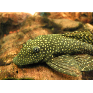 Ancistrus cirrhosus — вид лучепёрых рыб семейства кольчужных сомов, аквариумная рыбка.