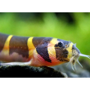 Акантофтальмус Кюля (Pangio kuhlii) — пресноводная лучепёрая рыбка из семейства Вьюновые. Назван в честь немецкого зоолога Генриха Куля, который первым описал вид.