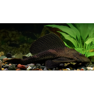 Парчовый птеригоплихт (лат. Pterygoplichthys gibbiceps) — вид пресноводных лучепёрых рыб из семейства кольчужных сомов.