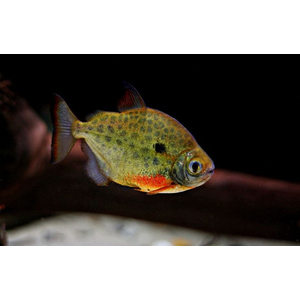 Metynnis maculatus — научное наименование метинниса пятнистого — аквариумной рыбки из семейства Serrasalmidae. Внешне похожа на пиранью, но обладает более спокойным нравом.