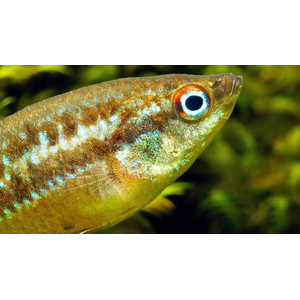 Trichopsis pumila — научное название карликового гурами (пумилы) — вида лабиринтовых рыб из семейства макроподовых.