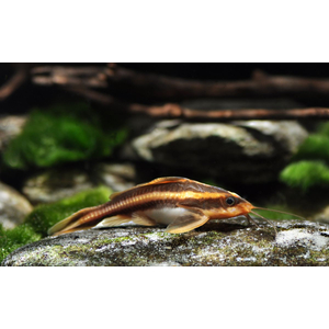 Platydoras armatulus — полосатый платидорас, вид сомов из семейства Броняковых (Doradidae). Также известен как полосатый сом Рафаэля, колючий сом, шоколадный сом, полосатый говорящий сом.