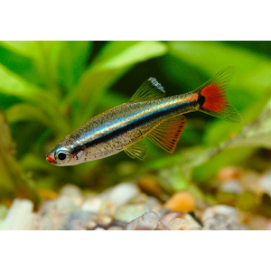 Кардинал (Tanichthys albonubes) — небольшая аквариумная рыбка из семейства карповых. Название получила за присутствие в окрасе красного цвета, напоминающего цвет мантии высокопоставленных священников Католической церкви.