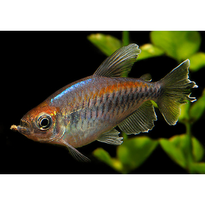 Тетра конго (Phenacogrammus interruptus) — пресноводная лучеперая рыбка из семейства Алестовые, или Африканские тетры. Нередко встречается под другими именами: радужный конго, конголезский конго, королевский конго.