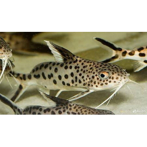 Synodontis multipunctatus — пресноводная рыбка из семейства Перистоусых сомов, известная как синодонтис многопятнистый или сом-кукушка.