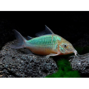 Brochis splendens — вид лучепёрых рыб из семейства панцирных сомов, известный также под названиями: зелёный сомик, зелёный брохис, изумрудный сомик. Некоторые систематики относят этот вид к сестринскому роду коридорасов (лат. Corydoras splendens).