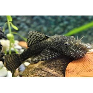 Ancistrus cirrhosus — вид лучепёрых рыб семейства кольчужных сомов, аквариумная рыбка.